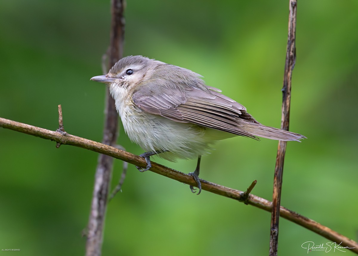 Eastern Warbling Vireo - ML641888403
