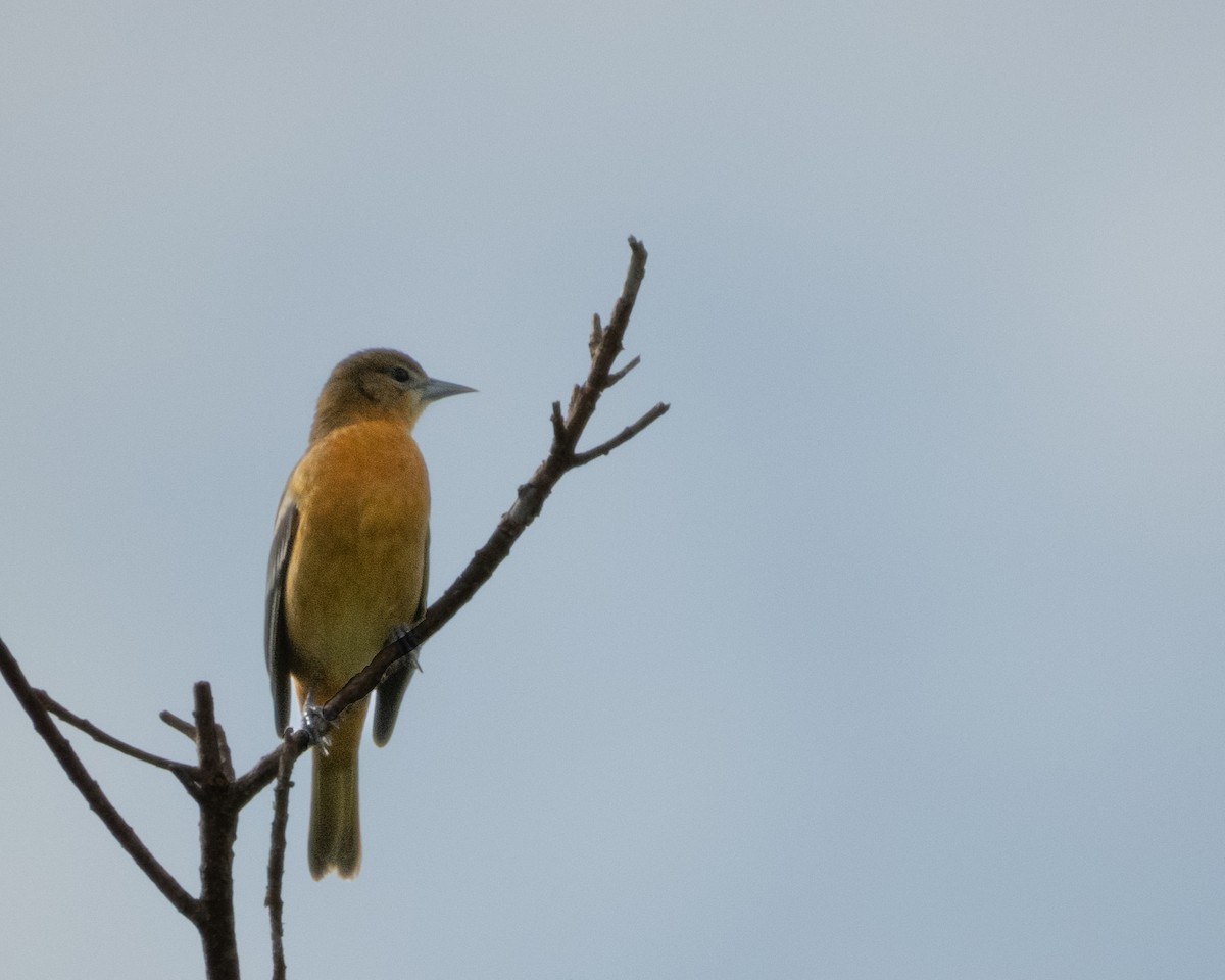 Baltimore Oriole - ML641888404