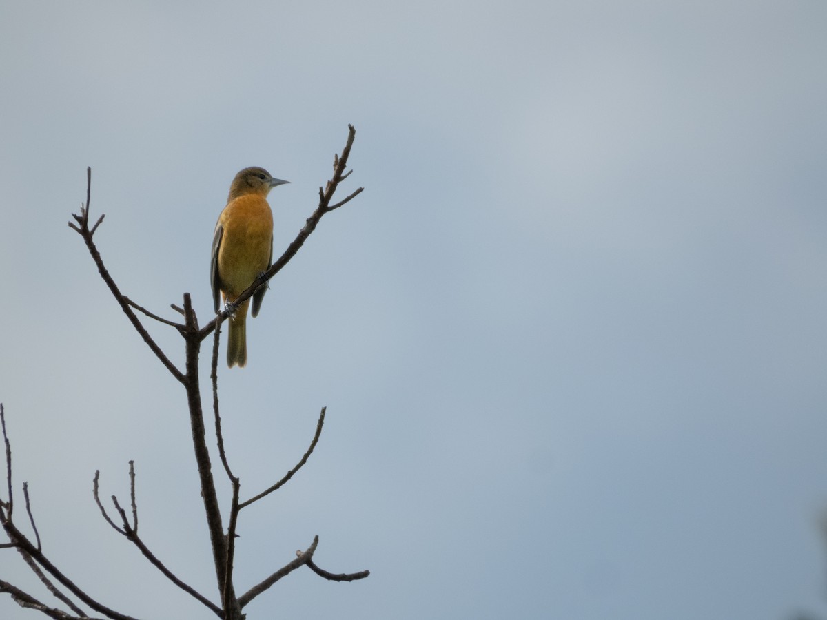 Baltimore Oriole - ML641888405