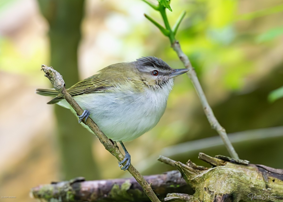 Red-eyed Vireo - ML641888410
