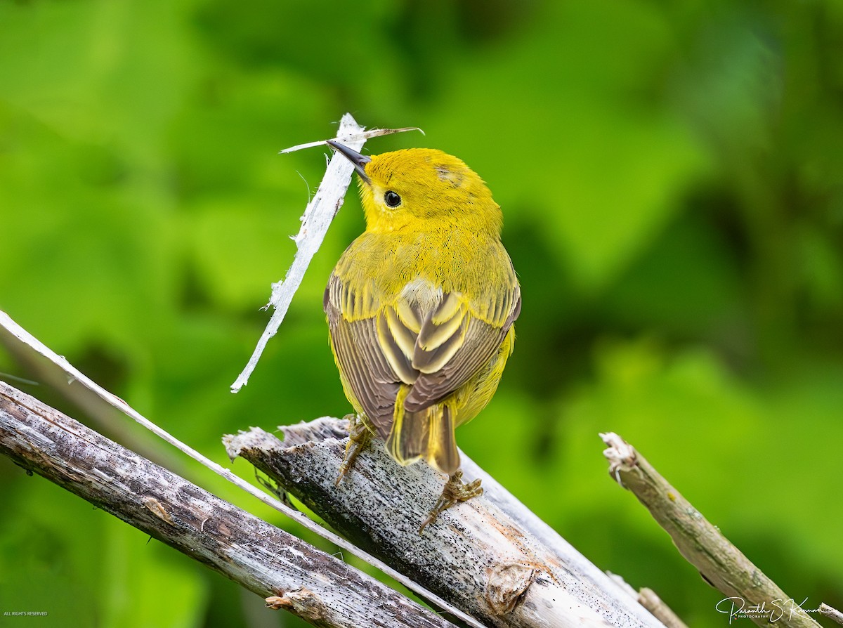 Northern Yellow Warbler - ML641888429