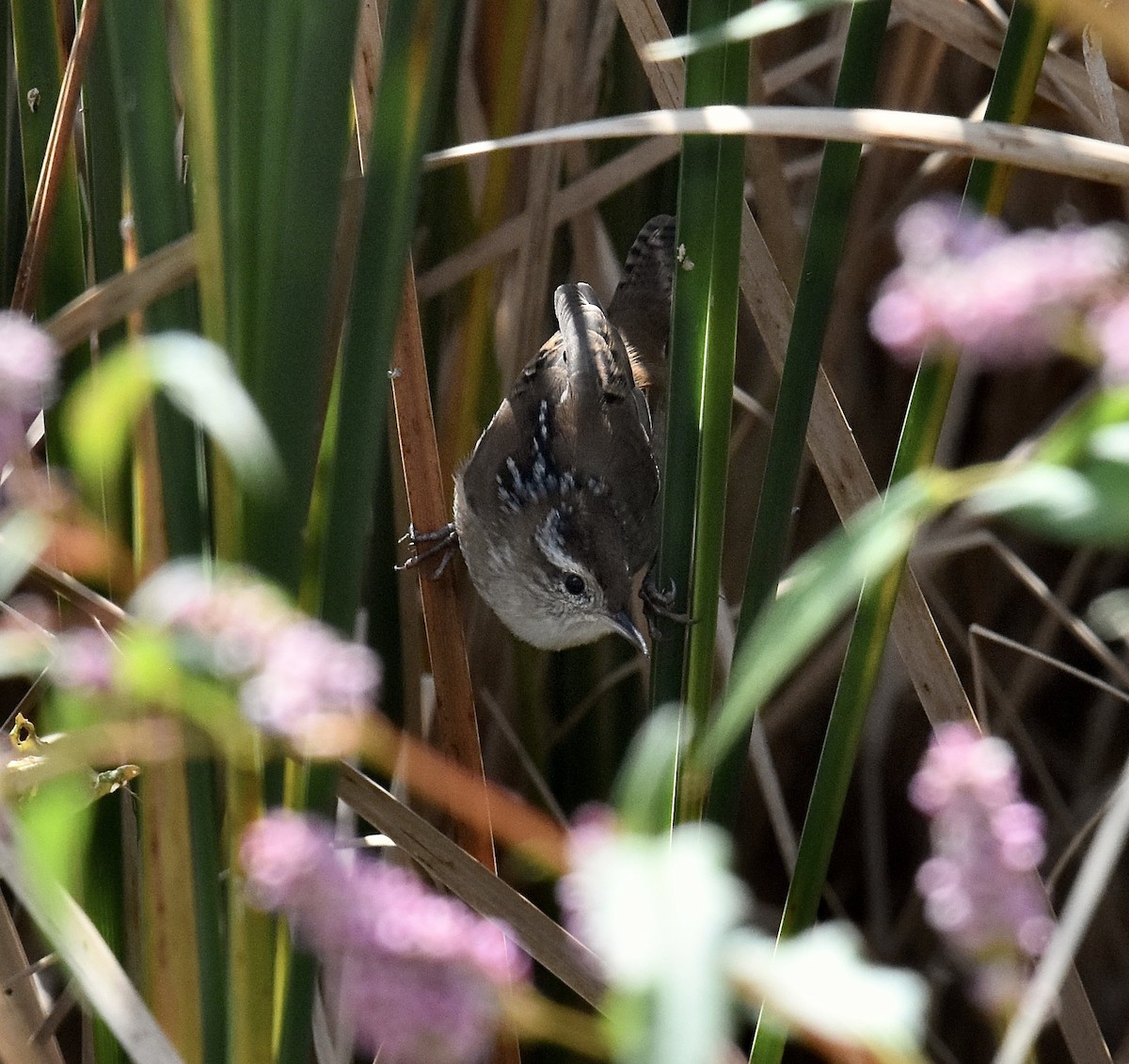 Marsh Wren - ML641888431