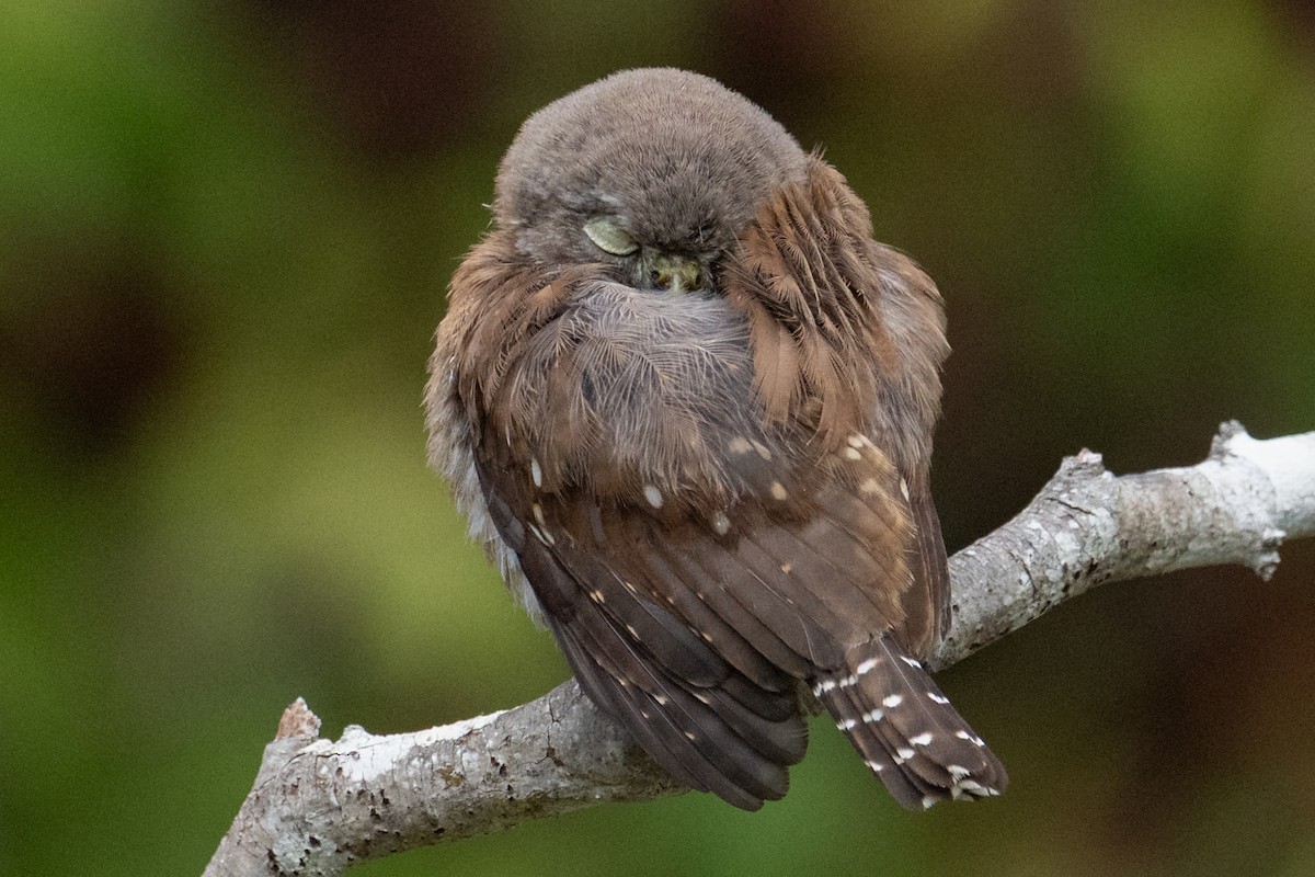 Northern Pygmy-Owl - ML641888433
