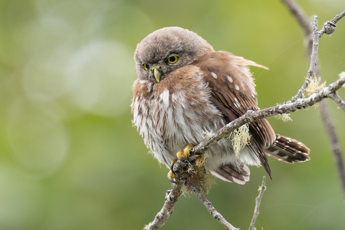 Northern Pygmy-Owl - ML641888435