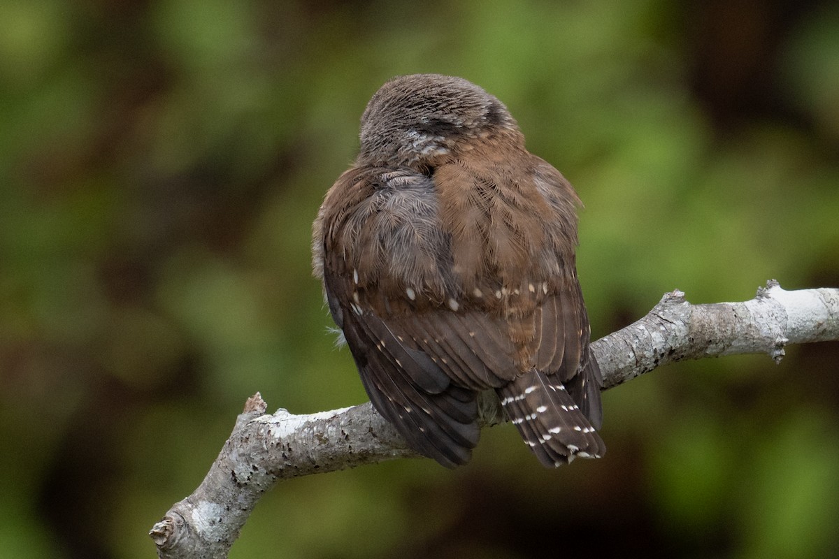 Northern Pygmy-Owl - ML641888436