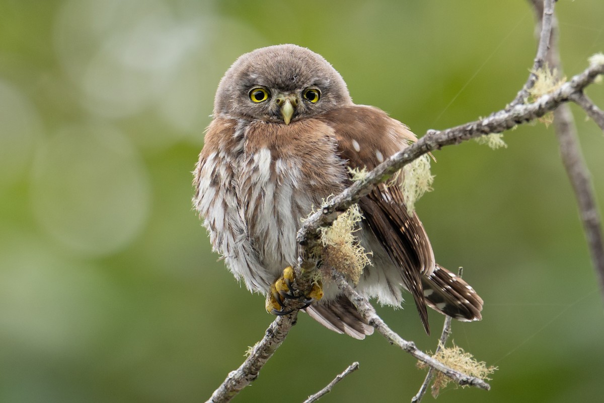 Northern Pygmy-Owl - ML641888438
