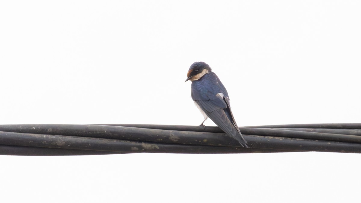 Ethiopian Swallow - ML641888490
