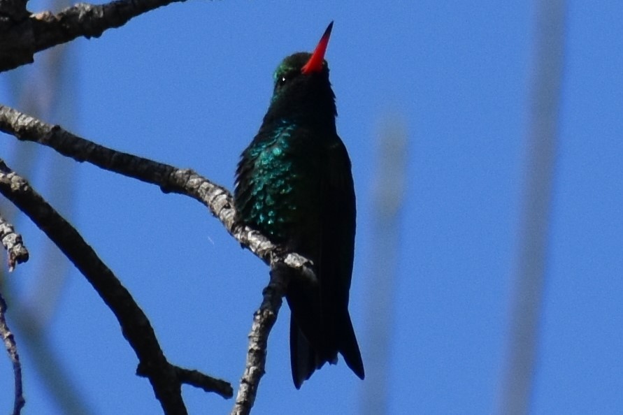 Glittering-bellied Emerald - ML641888498