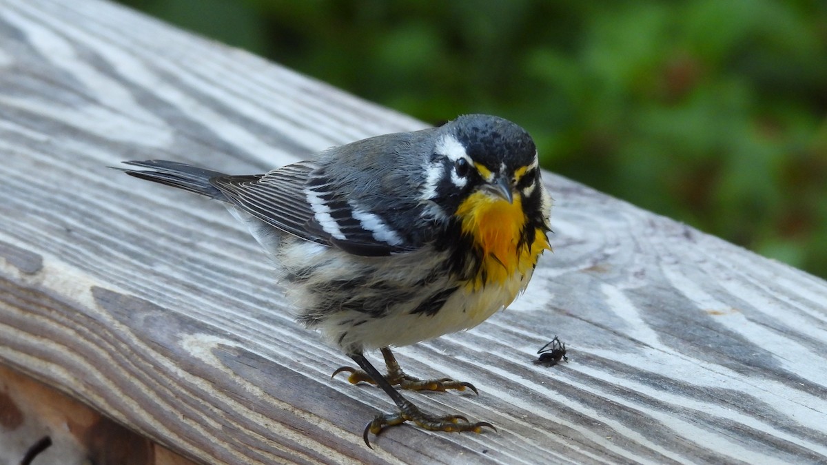 Yellow-throated Warbler - ML641888499
