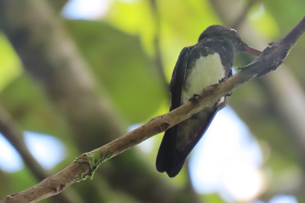 Snowy-bellied Hummingbird - ML641888505
