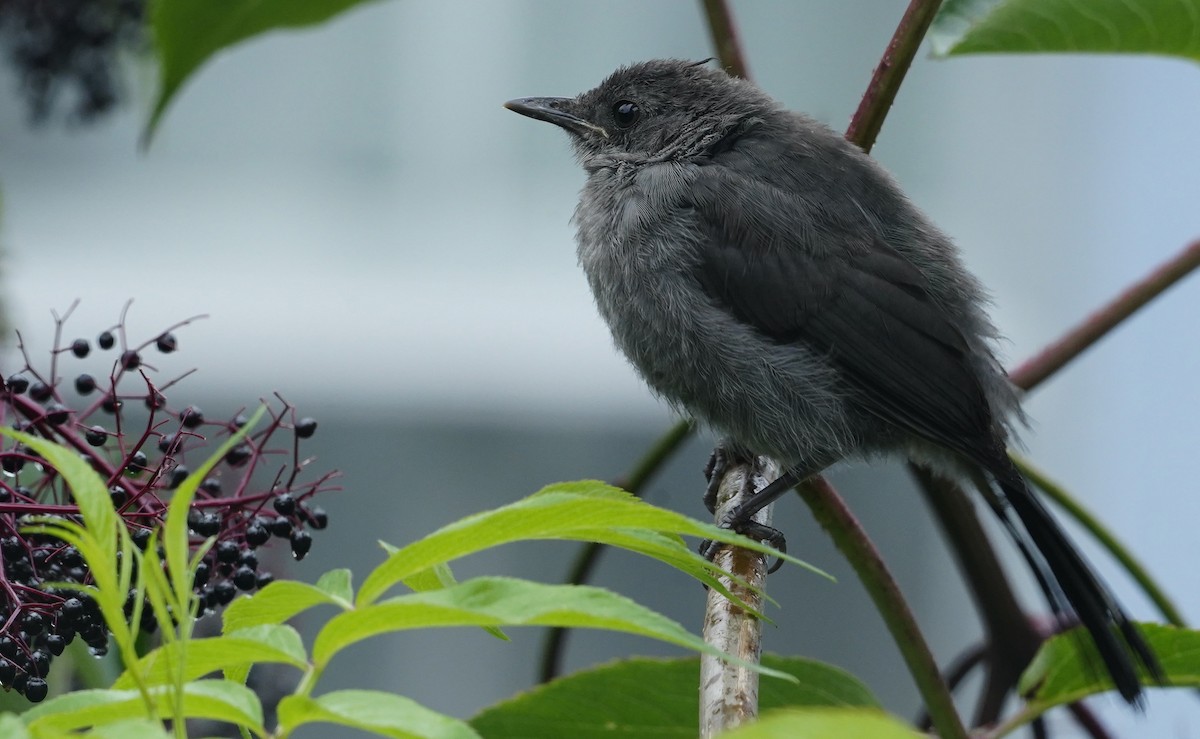 Gray Catbird - ML641888520