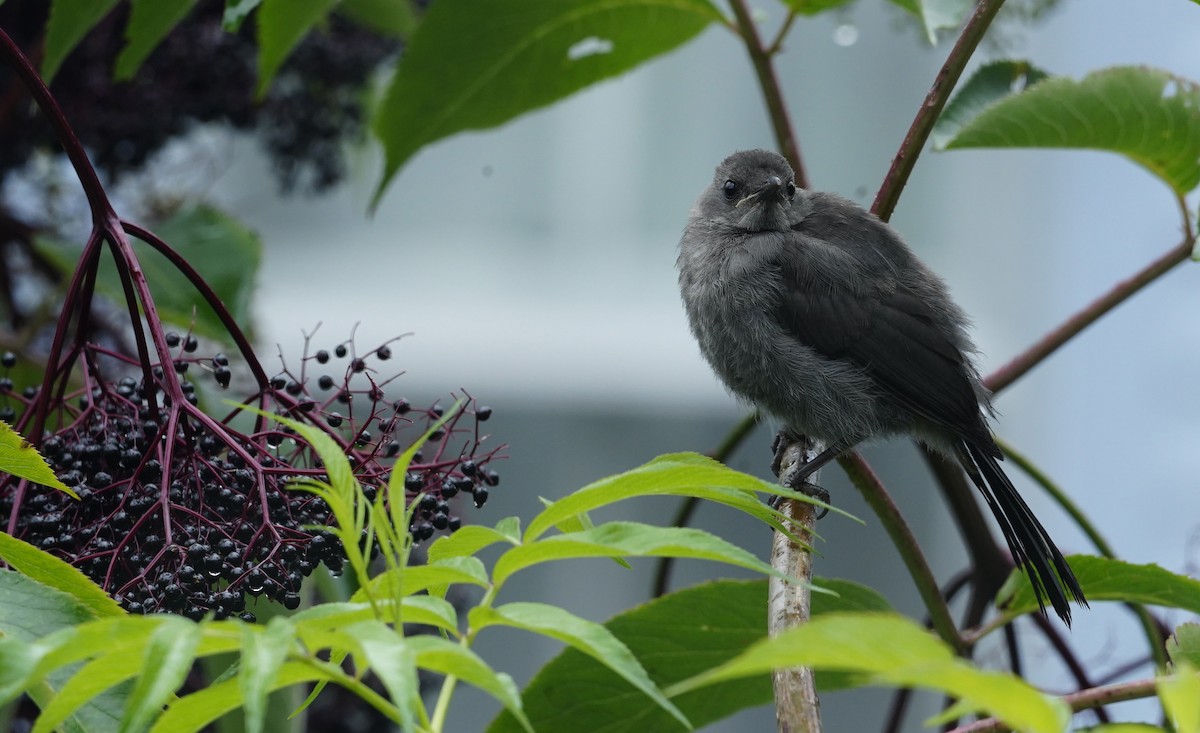 Gray Catbird - ML641888521