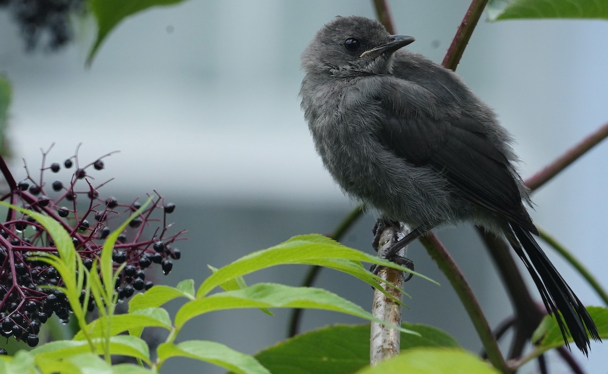 Gray Catbird - ML641888522