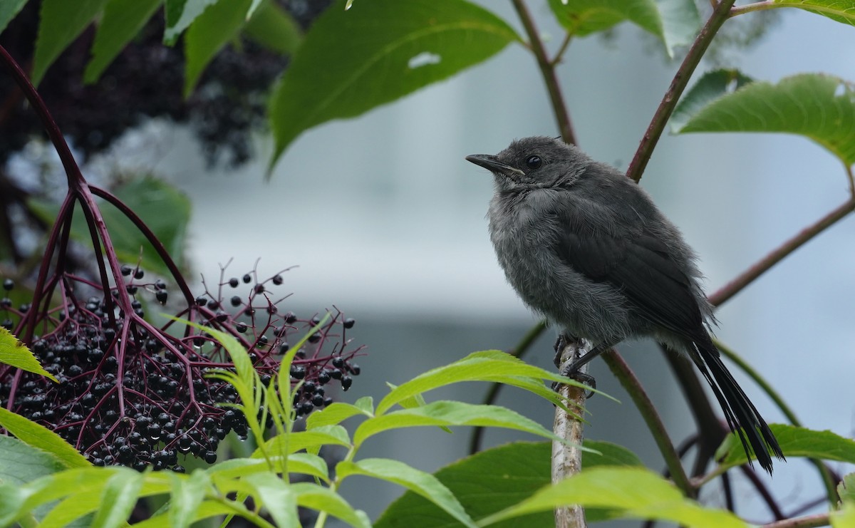 Gray Catbird - ML641888523