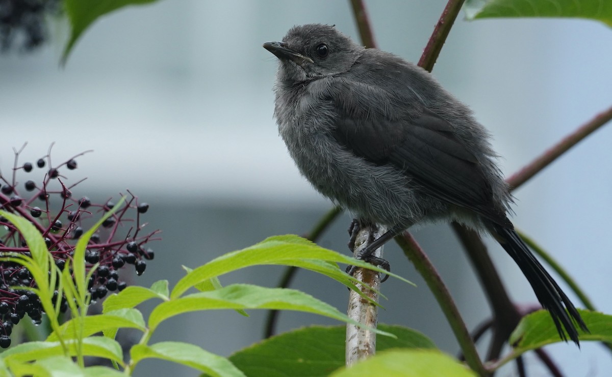 Gray Catbird - ML641888524