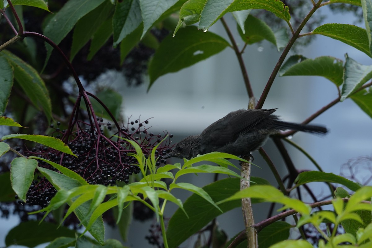 Gray Catbird - ML641888525