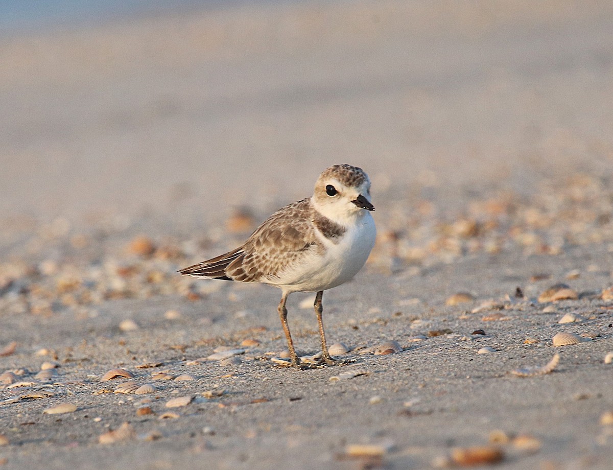 Snowy Plover - ML641888565