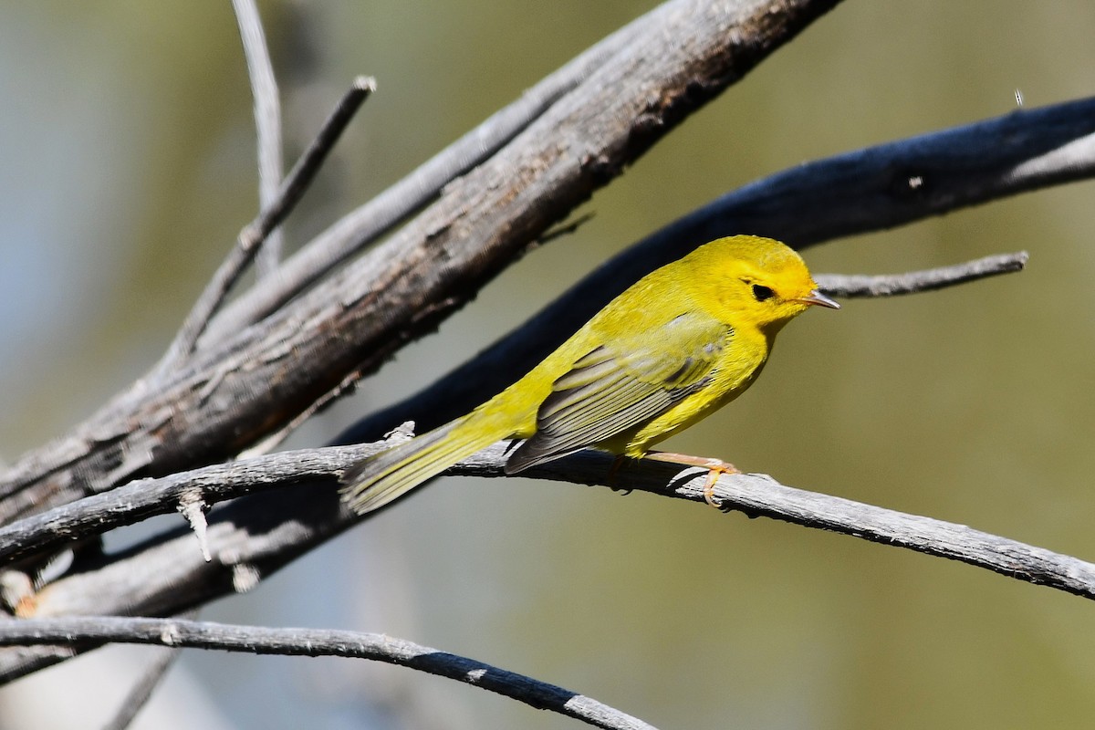 Wilson's Warbler - ML641888580