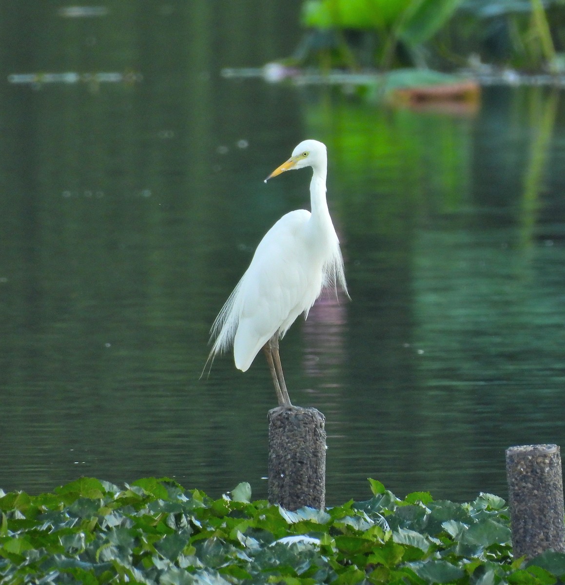 Medium Egret - ML641888592