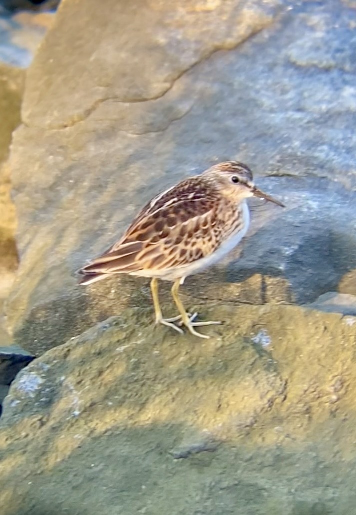 Least Sandpiper - ML641888604