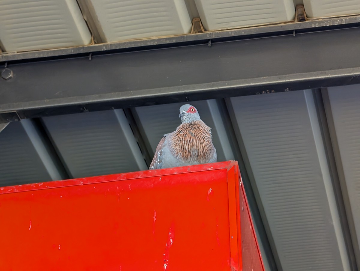 Speckled Pigeon - ML641888622