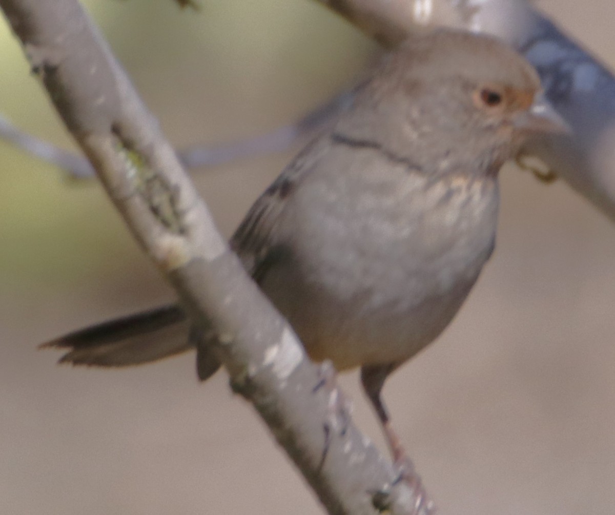 kaliforniatovi - ML641888626