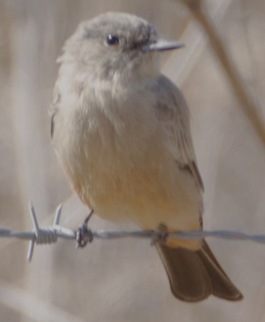 brunfibi - ML641888627