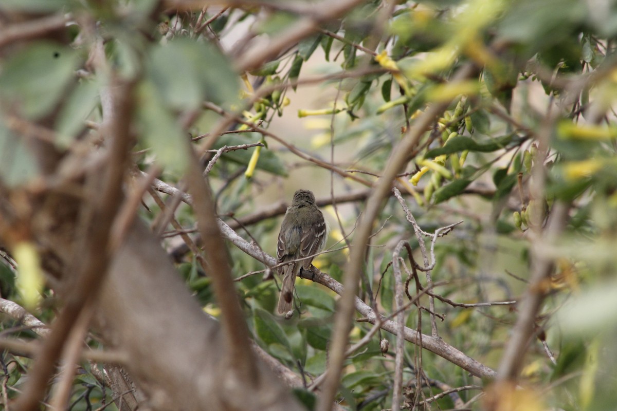 Western Flycatcher - ML641888636