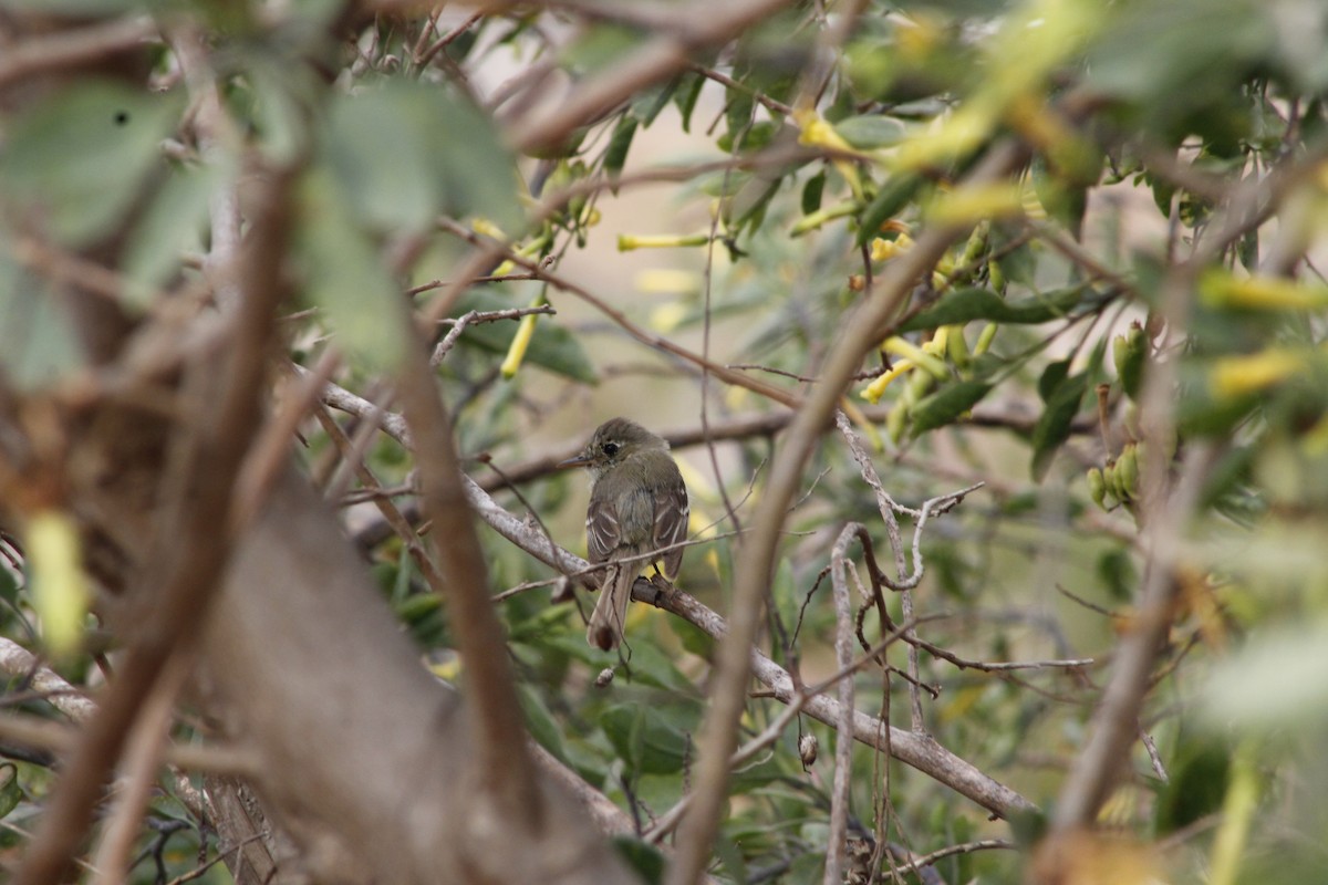 Western Flycatcher - ML641888637