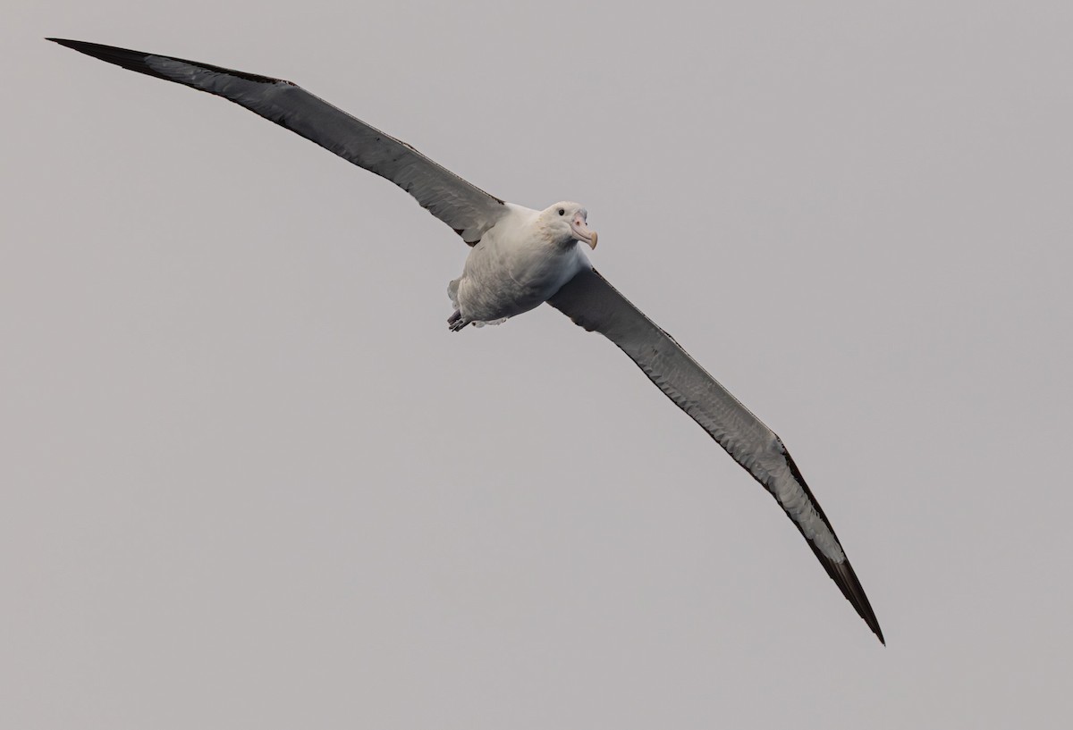 Northern Royal Albatross - ML641888638