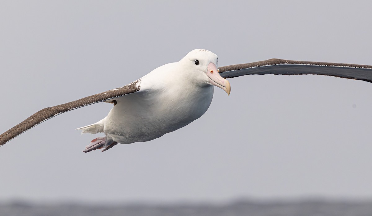 Northern Royal Albatross - ML641888639