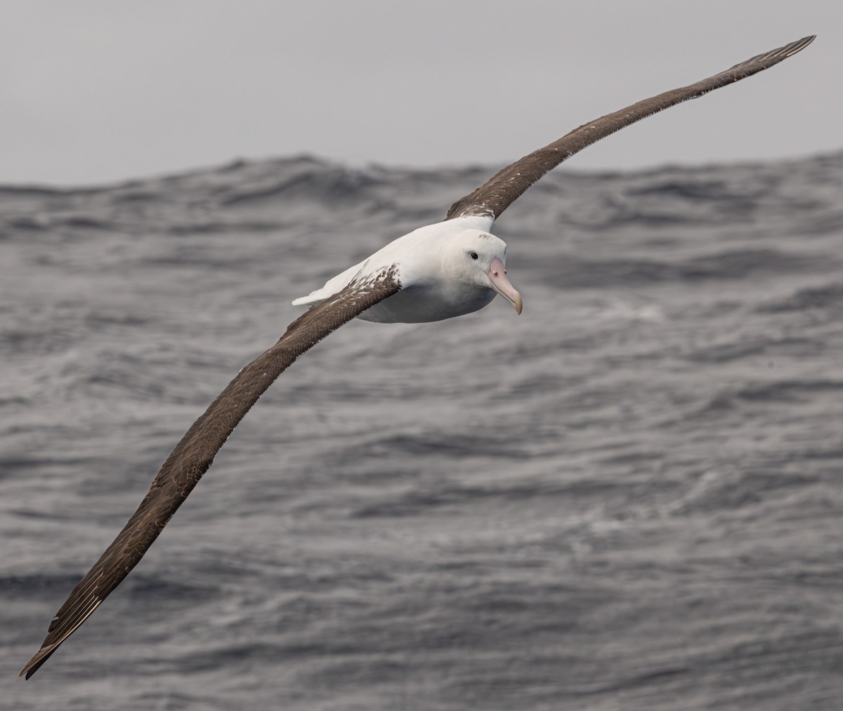 Northern Royal Albatross - ML641888640