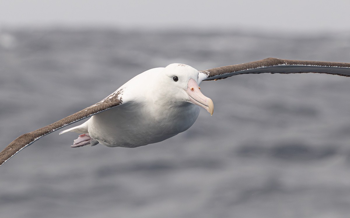 Northern Royal Albatross - ML641888641