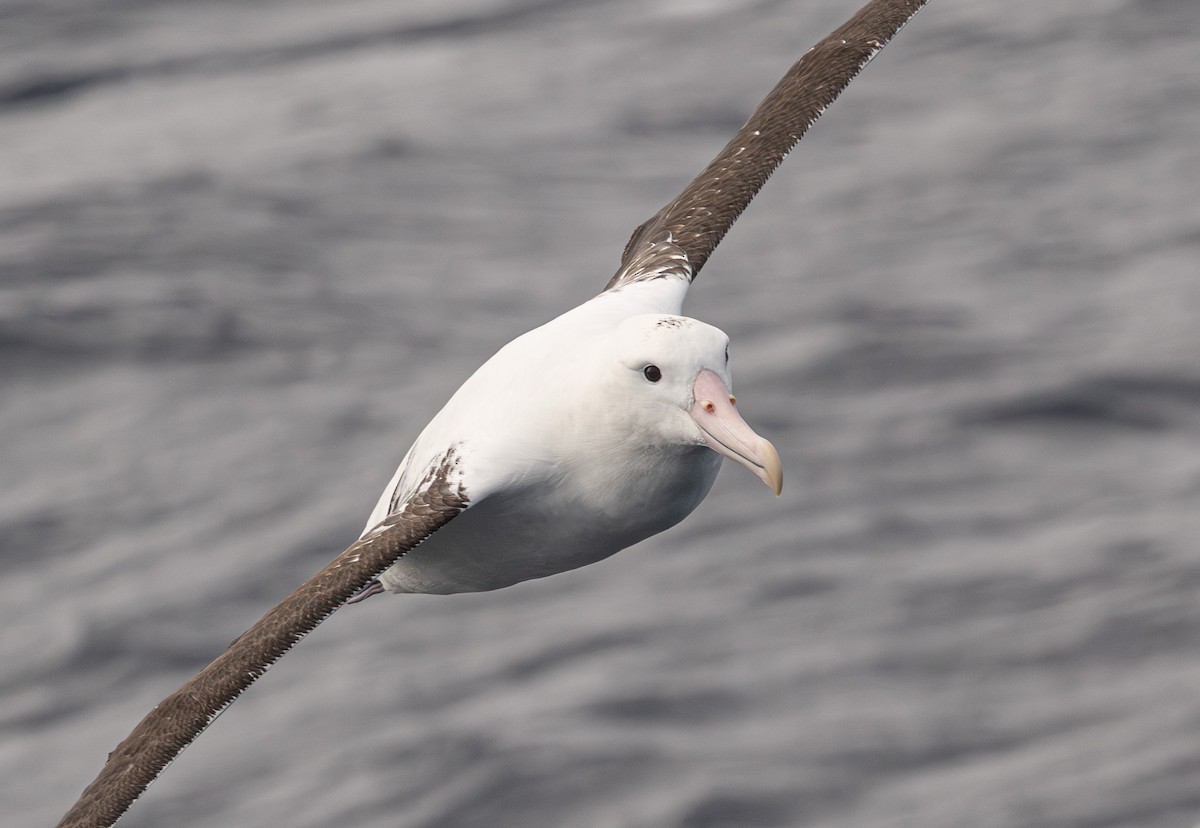 Northern Royal Albatross - ML641888642