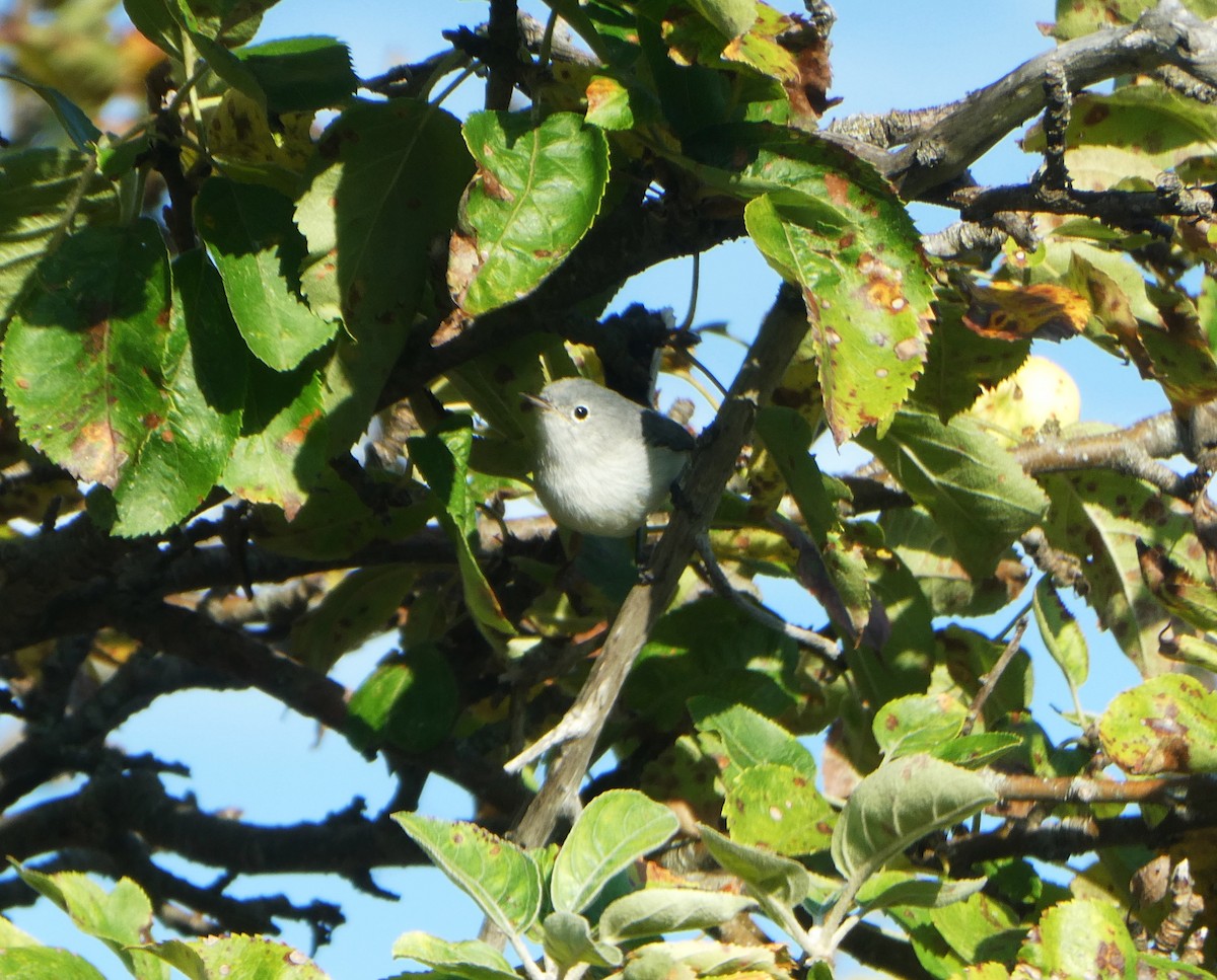 Blue-gray Gnatcatcher - ML641888660