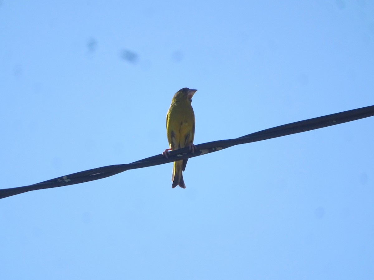 European Greenfinch - ML641888667