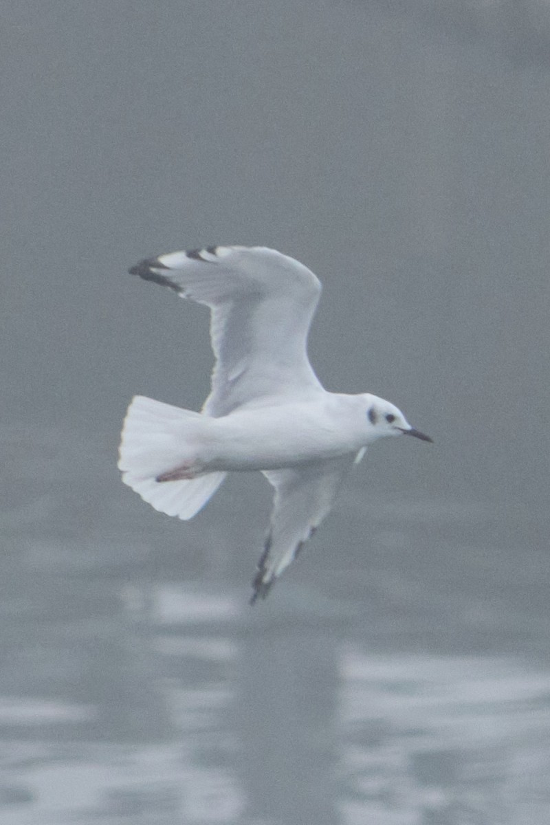 Gaviota de Bonaparte - ML641888676