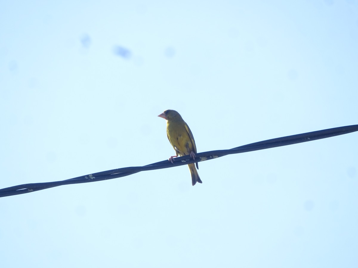 European Greenfinch - ML641888677