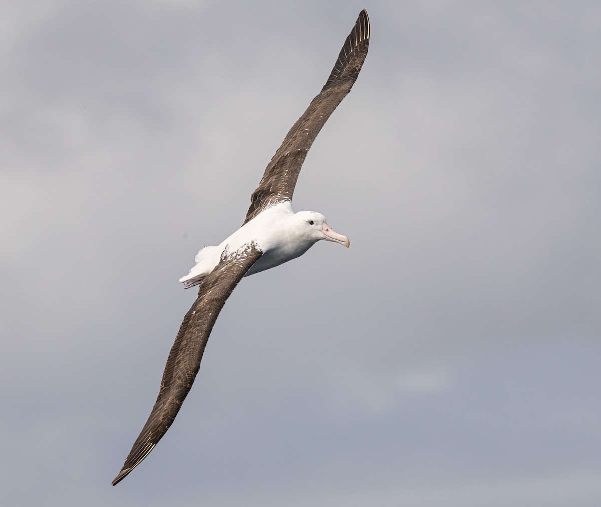 Northern Royal Albatross - ML641888680