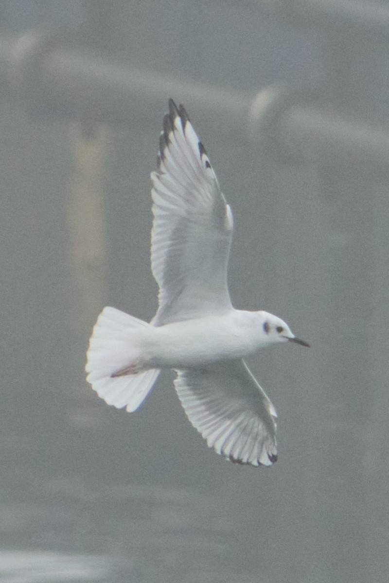Gaviota de Bonaparte - ML641888682