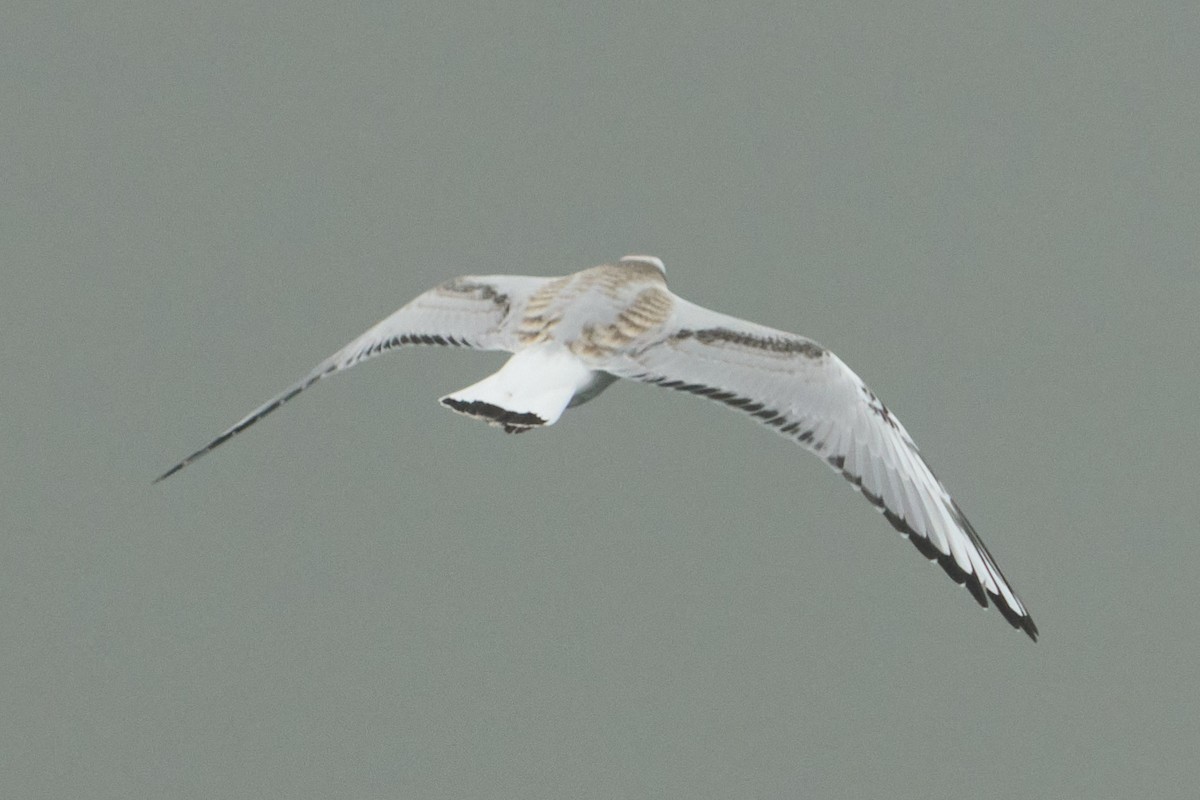 Gaviota de Bonaparte - ML641888688