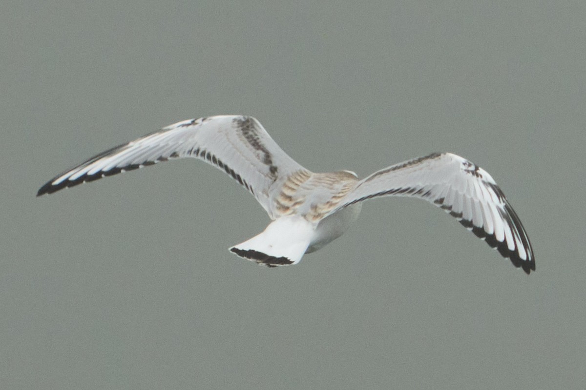 Gaviota de Bonaparte - ML641888691