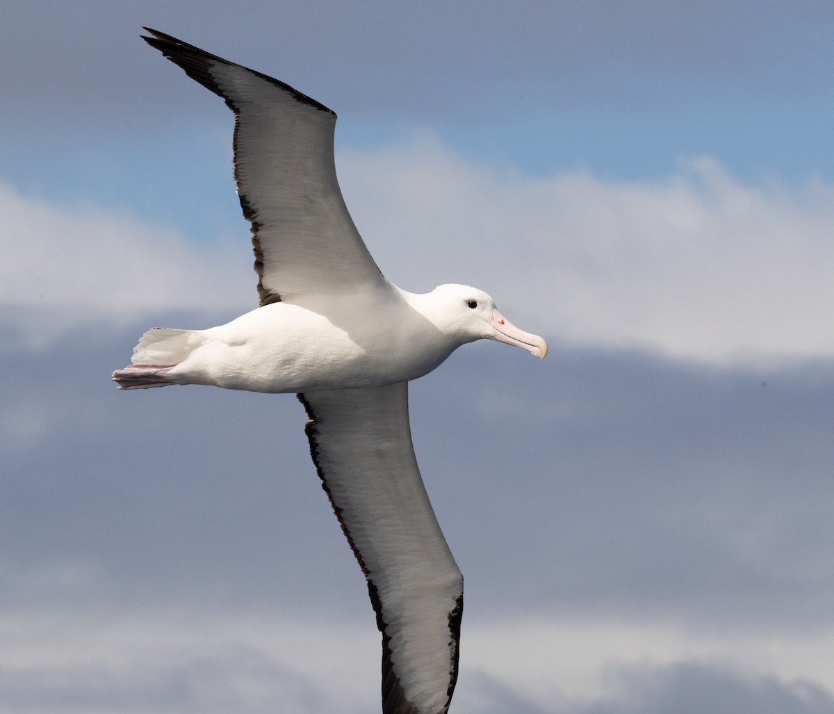 Northern Royal Albatross - ML641888722