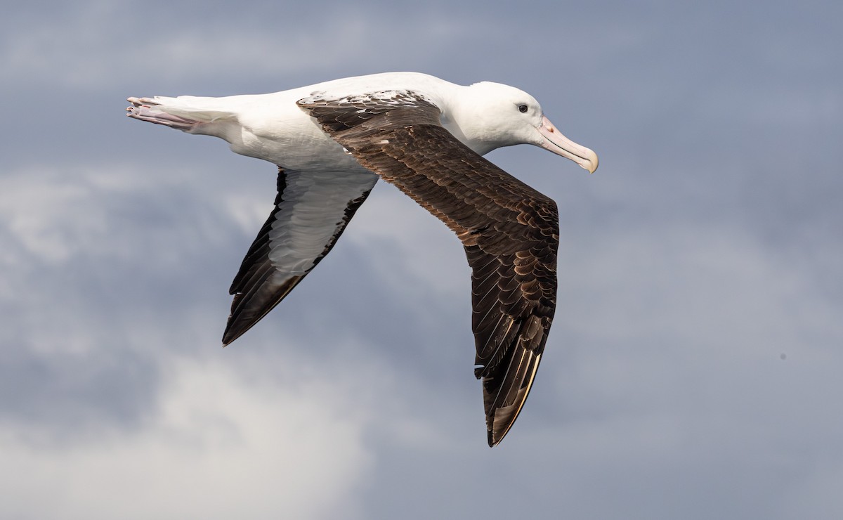 Northern Royal Albatross - ML641888723