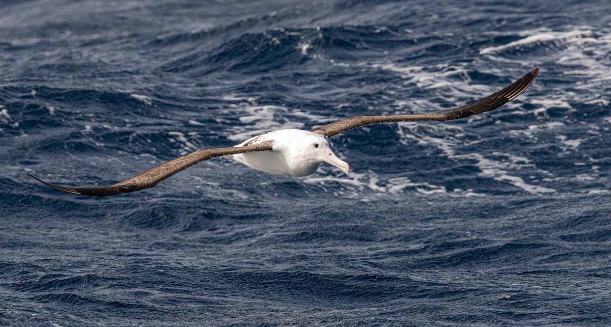Northern Royal Albatross - ML641888724