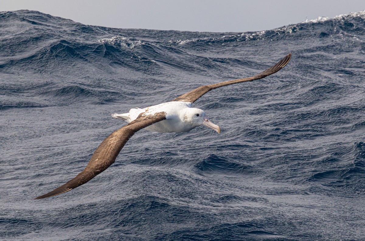 Northern Royal Albatross - ML641888725