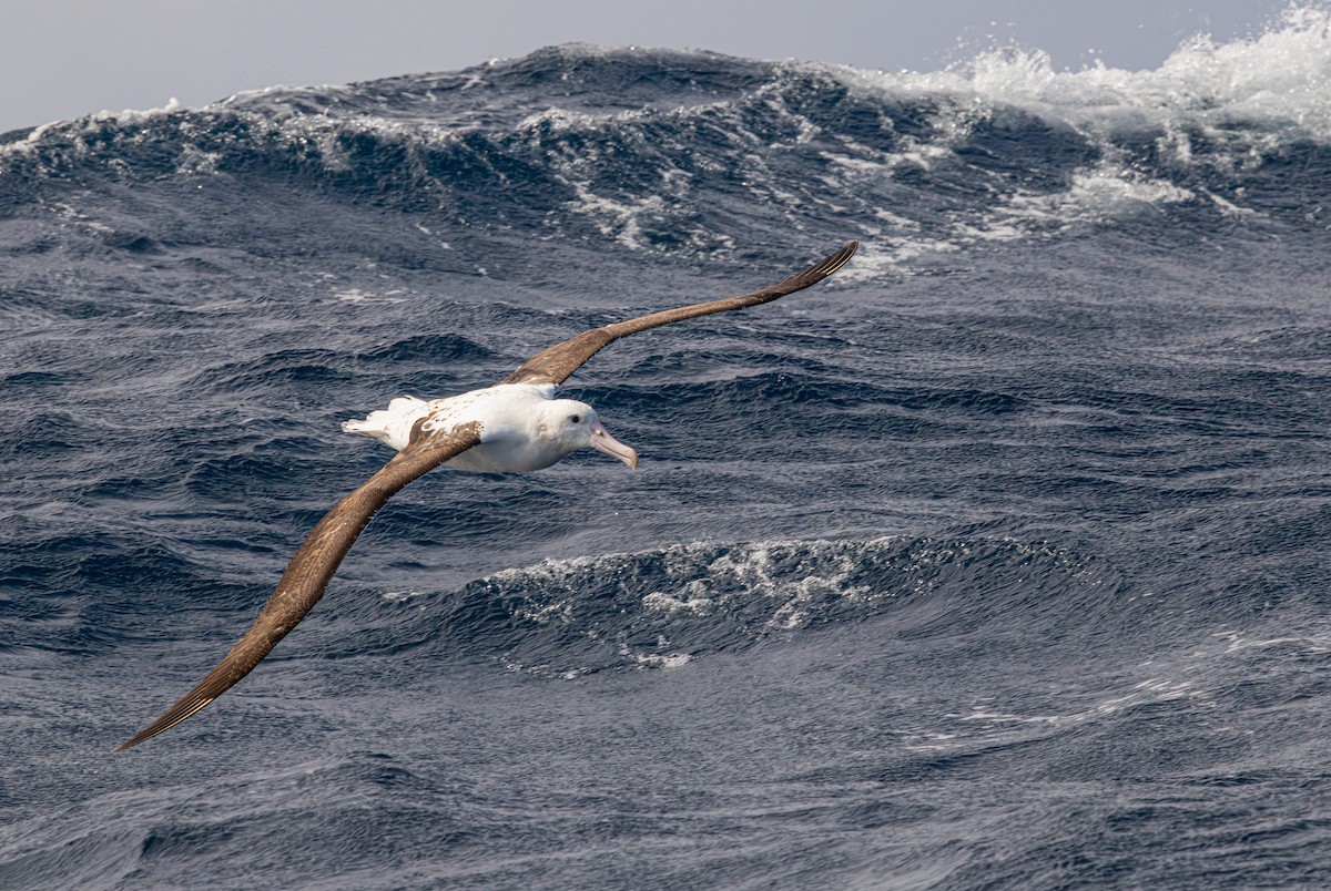 Northern Royal Albatross - ML641888726