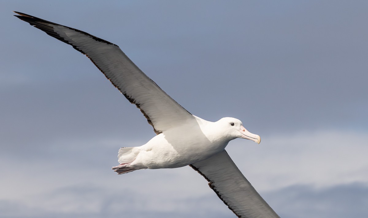 Northern Royal Albatross - ML641888727