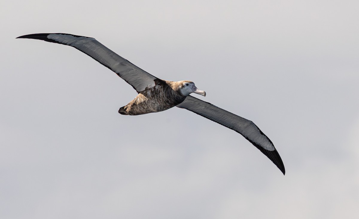Albatros bidaiaria - ML641888748