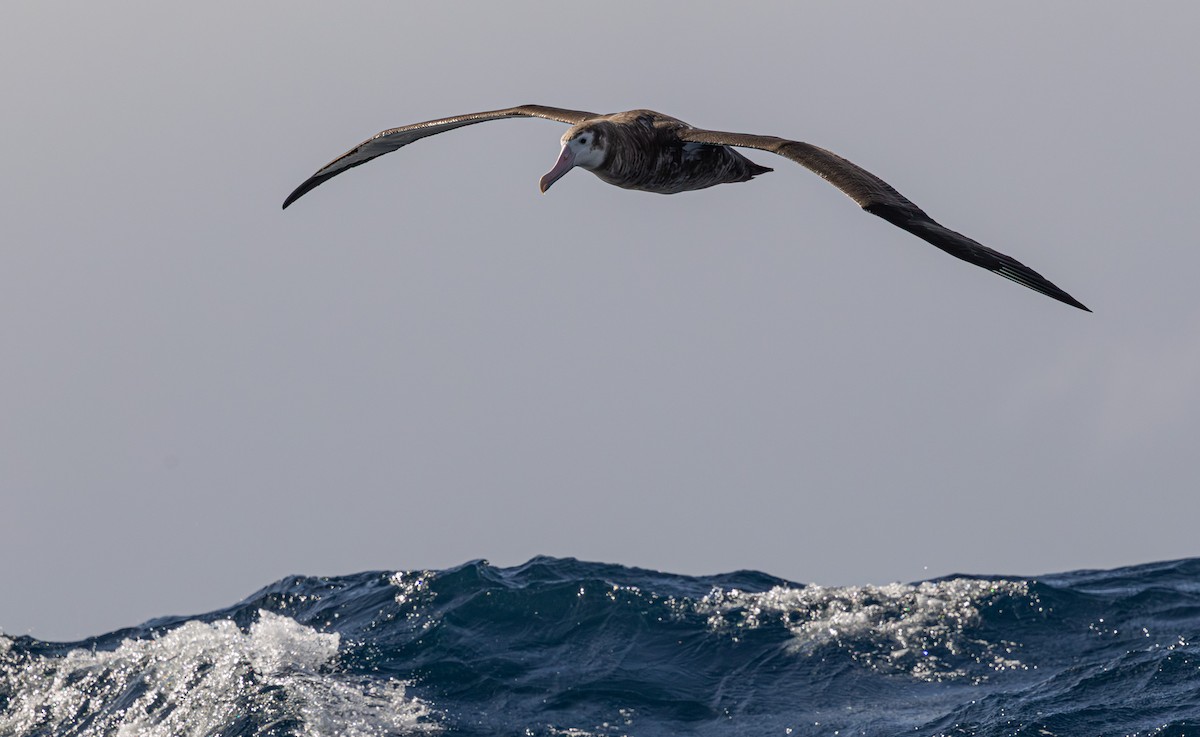 Albatros bidaiaria - ML641888749